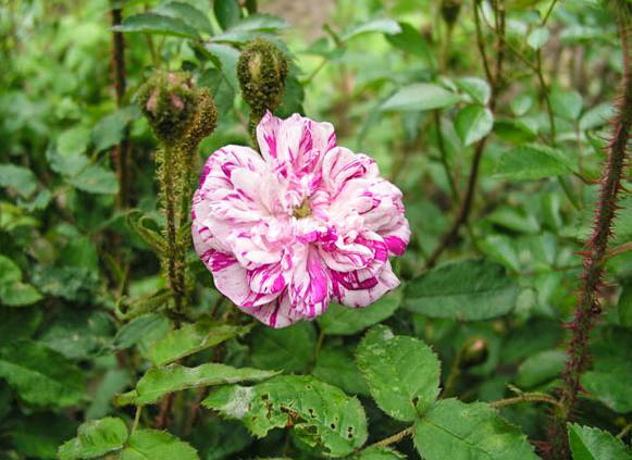 Frau Annemarie Neuser - hybride rosa x centifolia muscosa-1-g.jpg