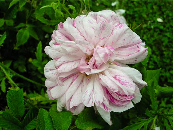 Lise de Savoie - hybride rosa x ben-gallique-1-g.jpg