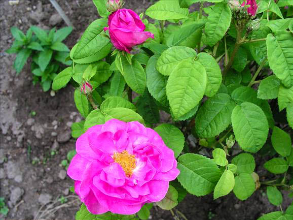 Guillaume du Manoir - hybride rosa gallica-1-g.jpg