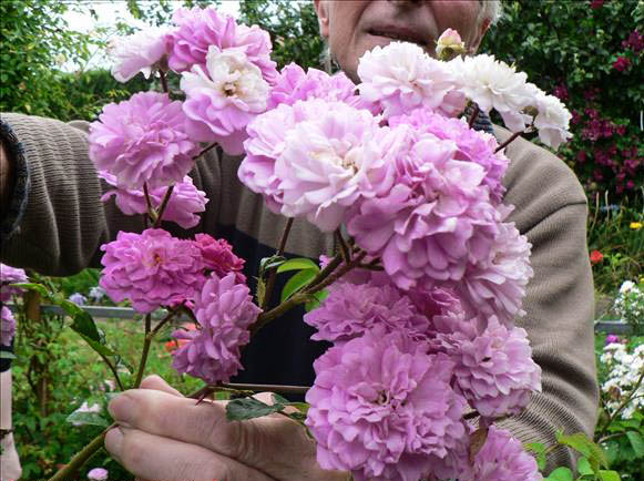 Eugéne Lamoureux - hybride rosa wichurana-1-g.jpg