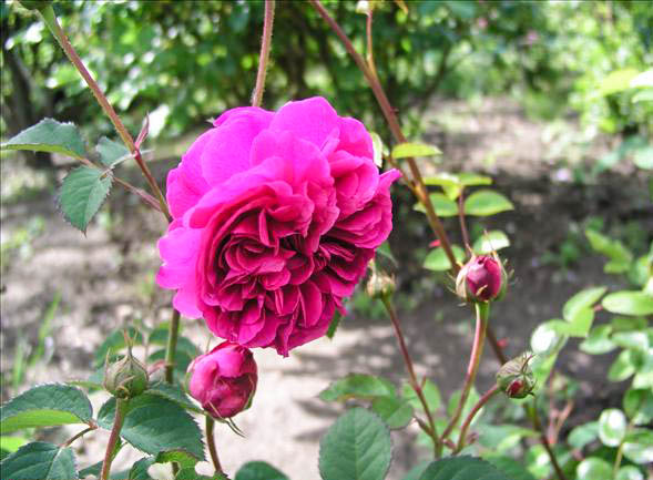 Françoise de Maridort - hybride rosa x centifolia muscosa-1-g.jpg