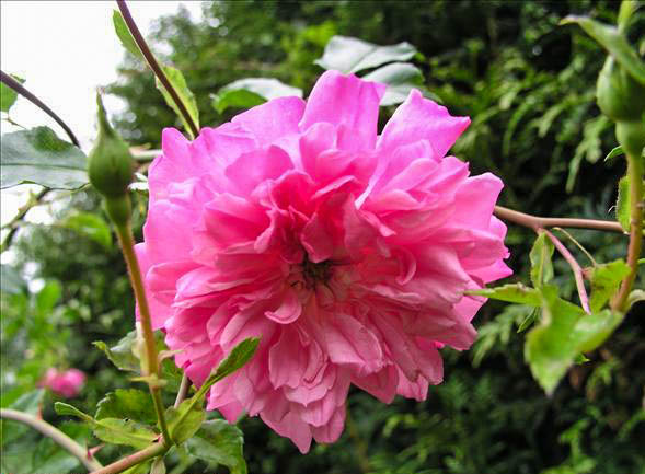 Cassandre Salviati - hybride rosa wichurana-1-g.jpg