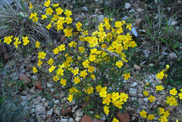 R.ecae, Asianflora 1.jpg