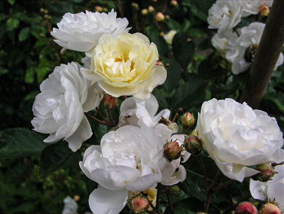 Faustina Bordoni - hybride rosa polyantha-1-g.jpg
