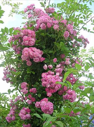 Madame Joëlle Rousseau de Rouillon - hybride rosa multiflora-1-g.jpg
