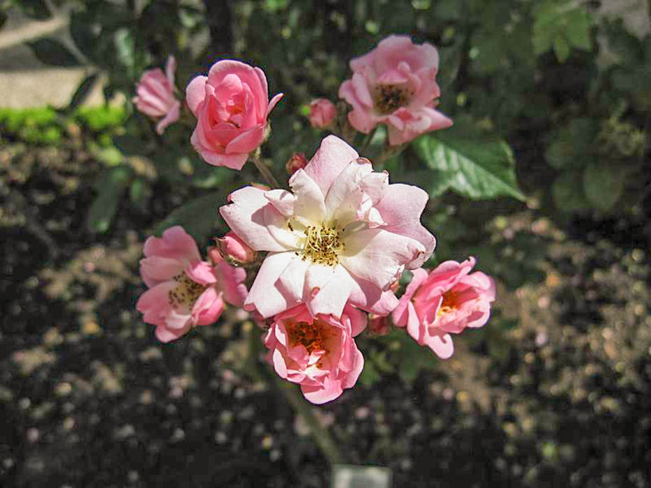 Marietta Silva Tarouca RoseBiblio