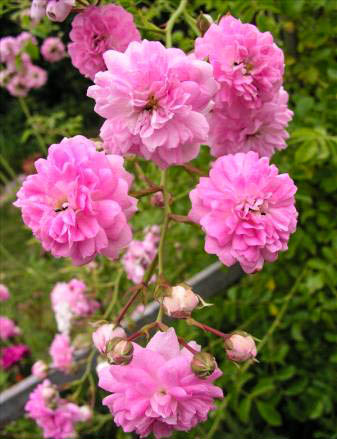 Clémence Royer - hybride rosa wichurana-1-g.jpg