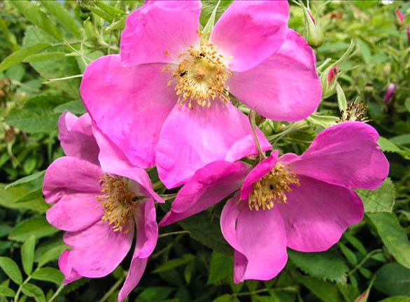 Rivage - hybride rosa rugosa-1-g.jpg