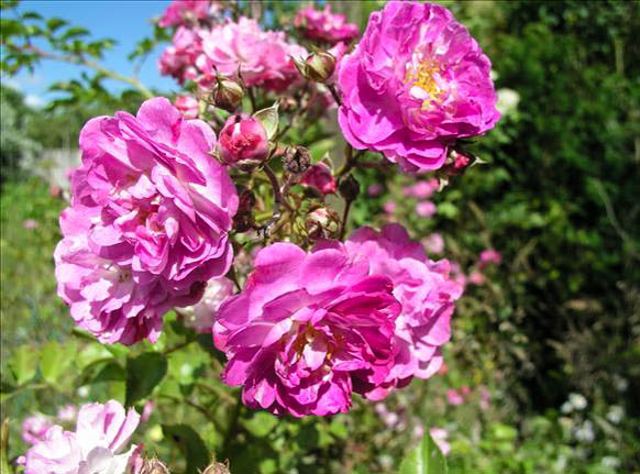 Pierre DIARD - hybride rosa longicuspis-1-g.jpg