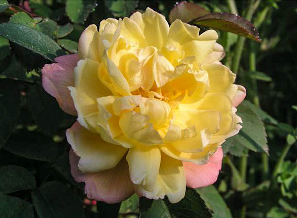 Prima Luce - hybride rosa rugosa-1-g.jpg
