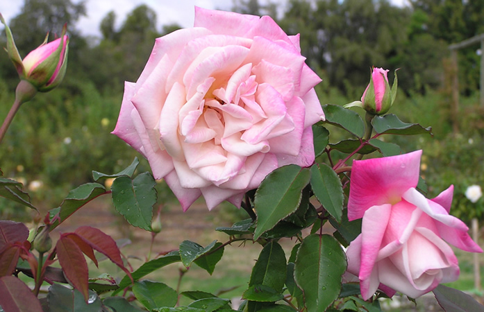 Madame Antoine Mari, Heritage Roses in Australia 1.jpg