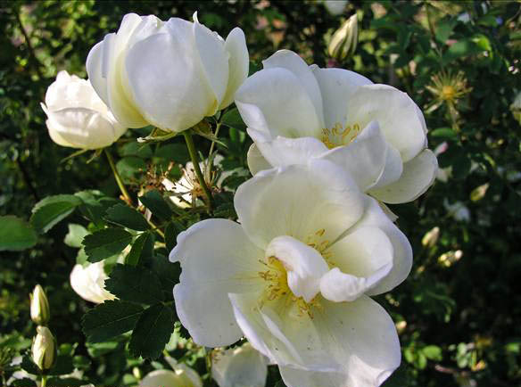 Dumka - hybride rosa pimpinellifolia-1-g.jpg