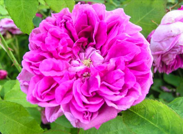 Marguerite DUPAILLON - hybride rosa gallica-1-g.jpg