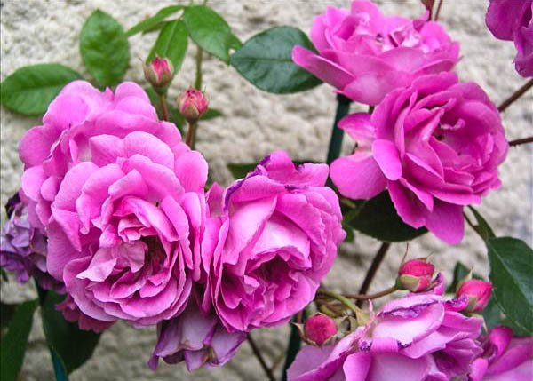 Belle de Trangé - hybride rosa x lambertiana-1-g.jpg