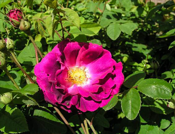 Gui D'Arrezo - hybride rosa x ben-gallique-1-g.jpg