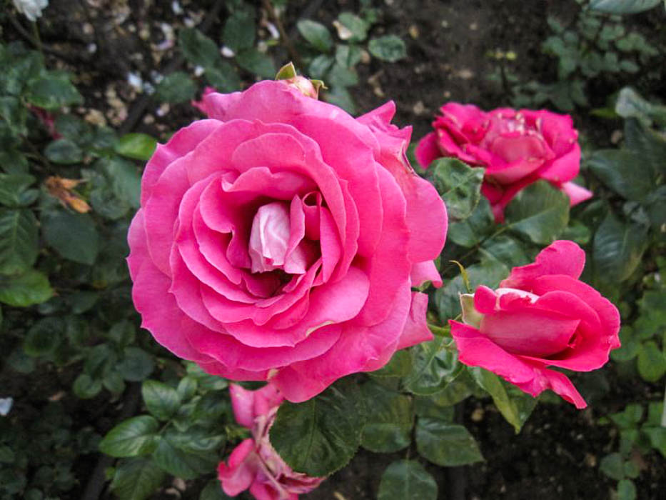 DateiBaronne Edmond de Rothschild, Stéphane Barth, L'Hay 16w.jpg RoseBiblio