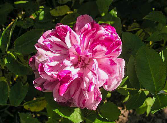 Claire GIBAULT - hybride rosa gallica-1-g.jpg
