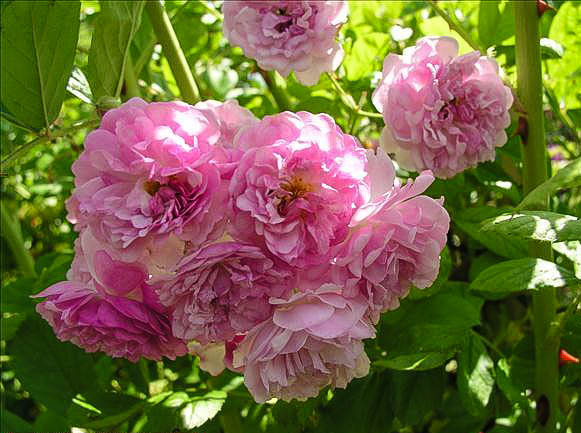 Guillaume d'Amiens - hybride rosa multiflora-1-g.jpg