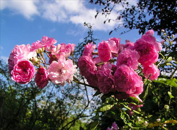 Guirauda de Caraman - hybride rosa longicuspis-1-g.jpg
