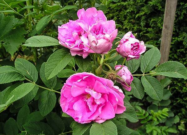Appoline Clocheau - hybride rosa rugosa-1-g.jpg