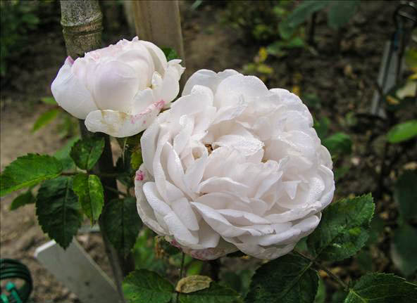 Petite Nymphe Folétre - hybride rosa x centifolia muscosa-1-g.jpg