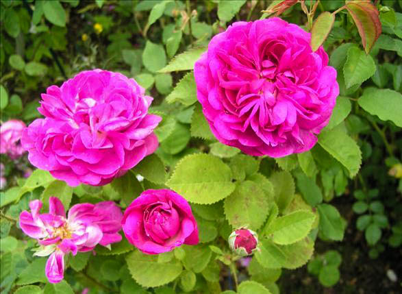 Pierre Belon - hybride rosa x ben-gallique-1-g.jpg