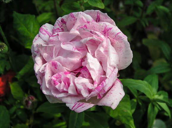 Claire Gibault - hybride rosa gallica-2-1-g.jpg