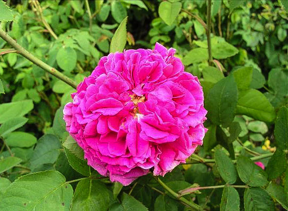 Jacques Aubert - hybride rosa gallica-1-g.jpg