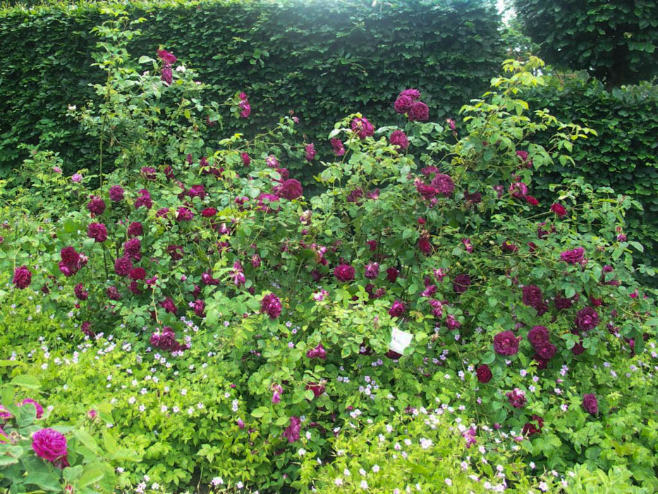 Rosarium Glücksburg RoseBiblio