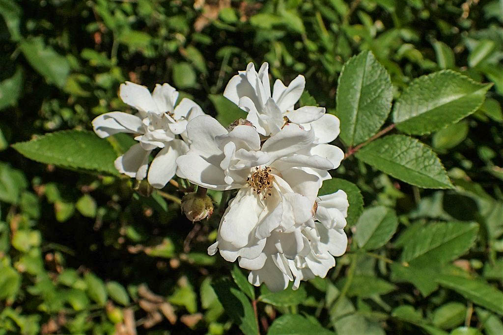 DateiRosa multiflora 'Nana,Wikimedia2w.jpg RoseBiblio