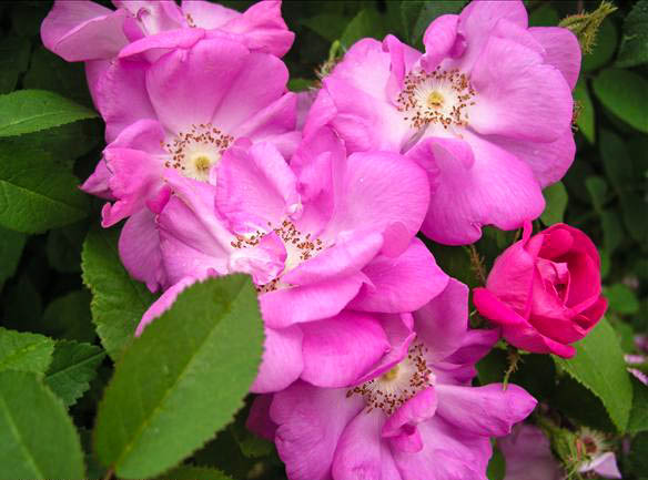Eugène Monguillon - hybride rosa x centifolia muscosa-1-g.jpg