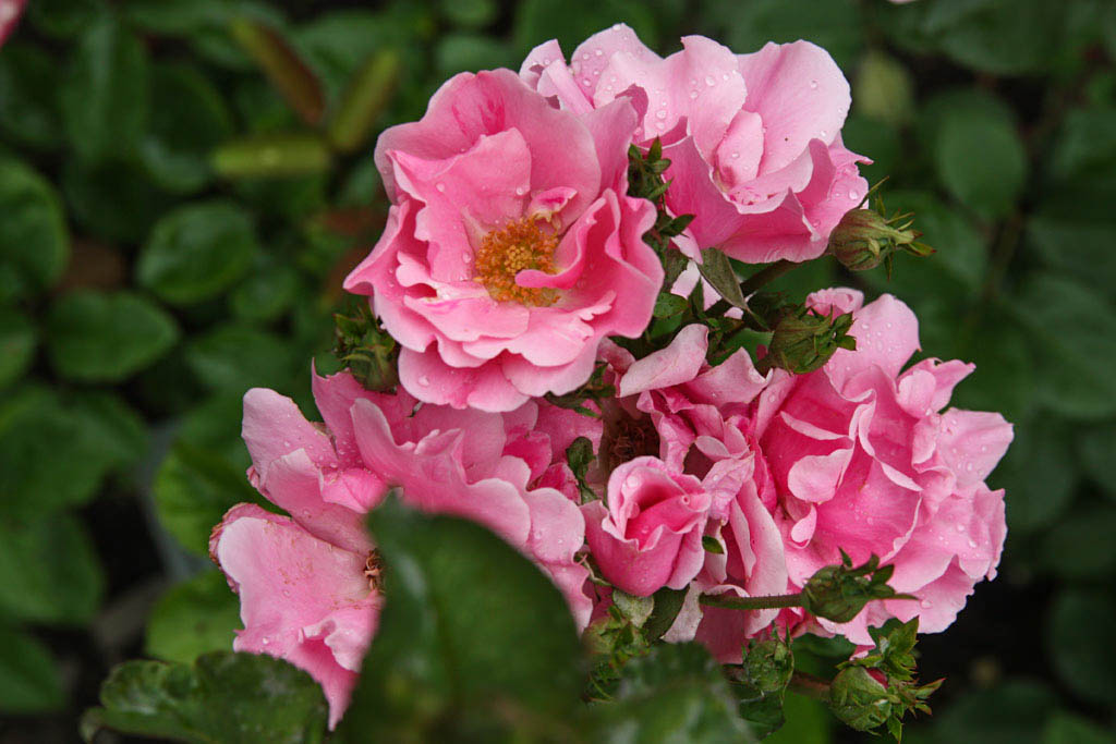 DateiElise Poulsen, Botanischer Garten Linz2w.jpg RoseBiblio
