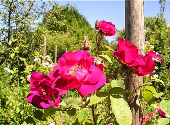 Prieuré de Mayanne - hybride rosa x centifolia muscosa-1-g.jpg