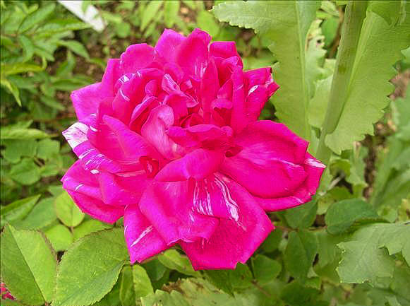 Gilberte DESSAC de Montmartre - hybride rosa x centifolia-1-g.jpg