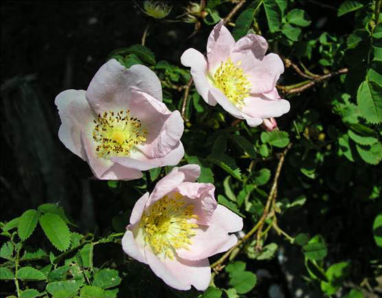Donella - hybride rosa pimpinellifolia-1-g.jpg