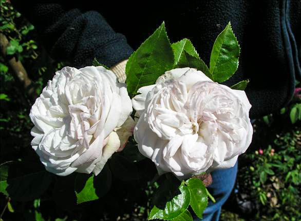 Sourire d' Hélène - hybride rosa wichurana-1-g.jpg