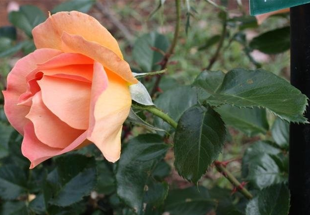 DateiAngèle Margaret Furness 2.PNG RoseBiblio