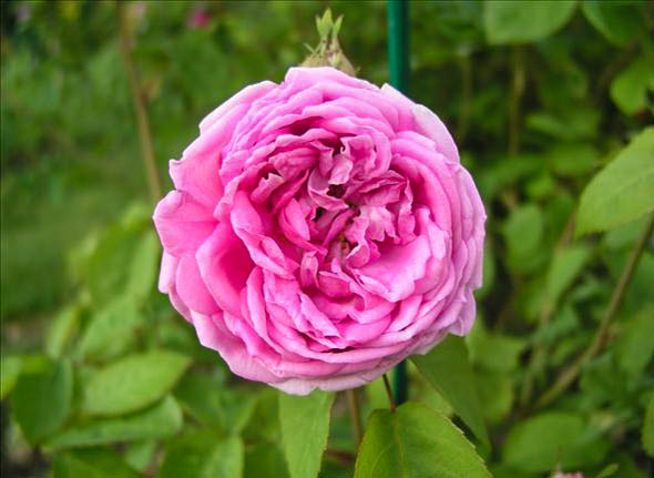 Isabelle Sabourin - hybride rosa gallica-1-g.jpg