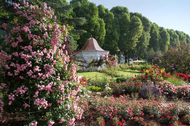 Rosengarten Zweibrücken Rose Biblio