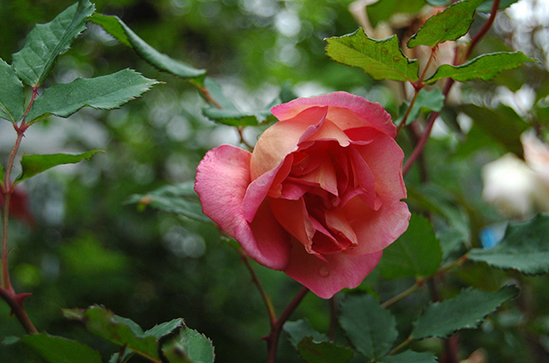 Comtesse de Cayla, Himeno Rose Nursery.jpg