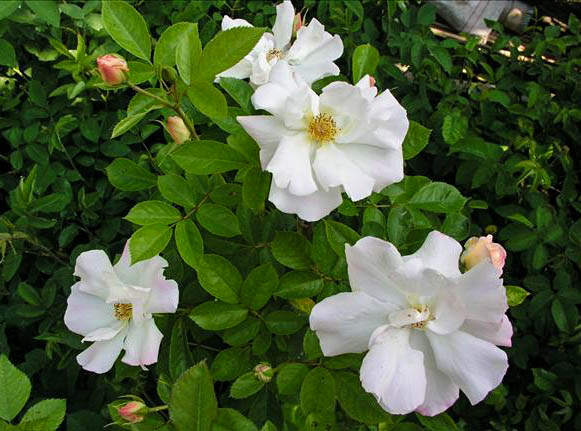Déesse DANA - hybride rosa multiflora adenochaeta-1-g.jpg