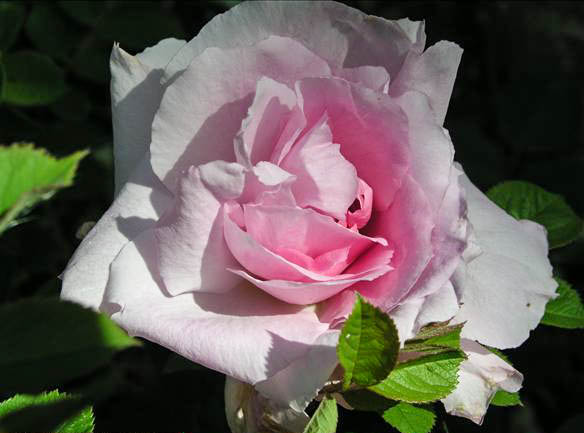 LOLA du TINDUFF - hybride rosa x rugo-gallica-1-g.jpg