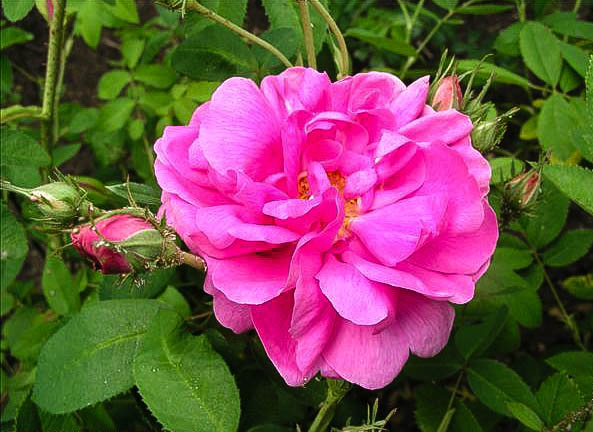 Campra - hybride rosa gallica-1-g.jpg