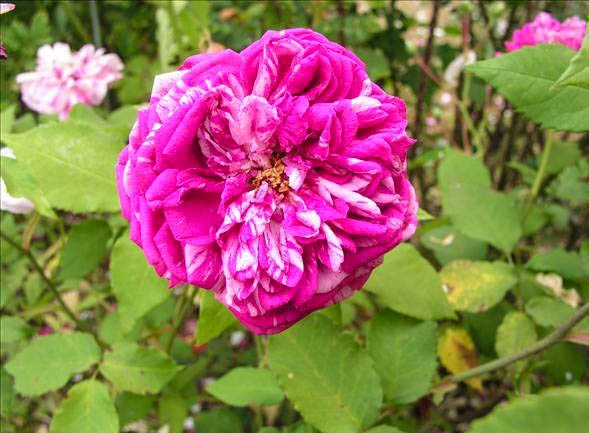 Daniel Alleton - hybride rosa x centifolia-1-g.jpg
