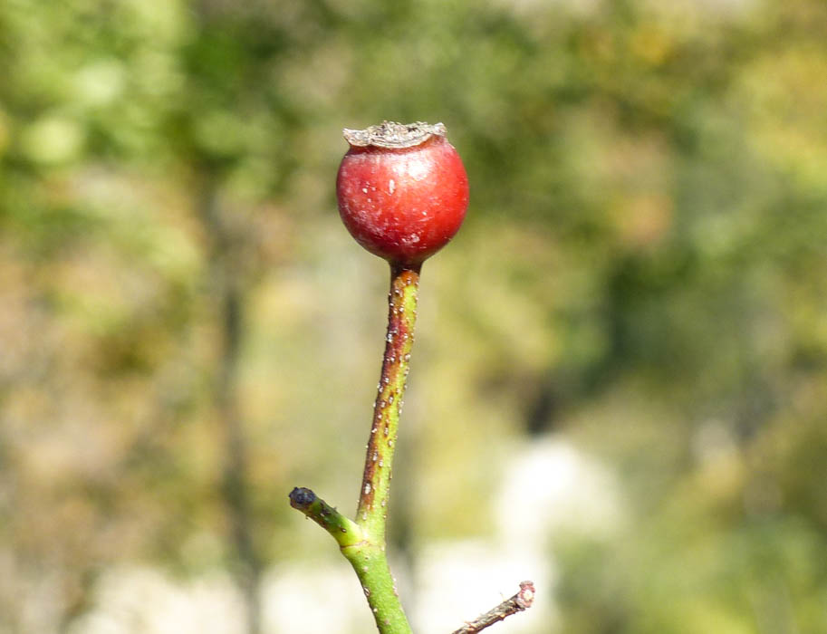 Minnehaha RoseBiblio