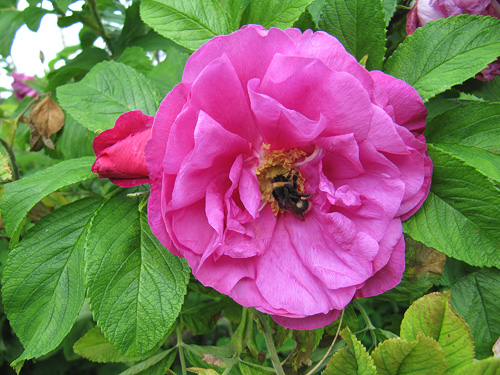 Monte Rosa, Finnish Rose Society 1.jpg