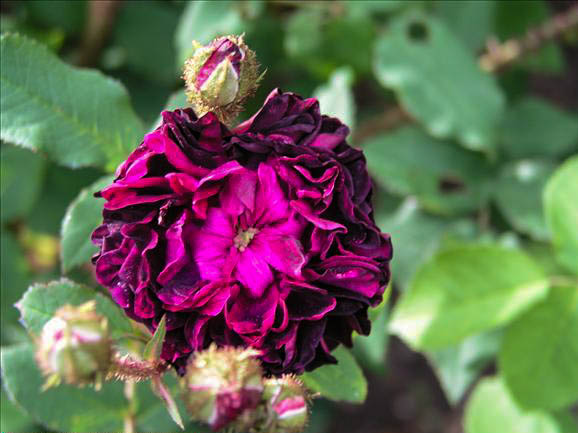 Hommage à Laffay - hybride rosa x centifolia muscosa-1-g.jpg