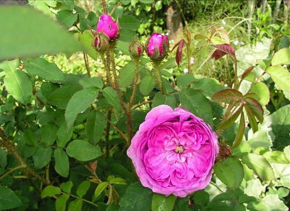 Juliette Vibert - hybride rosa x centifolia muscosa-1-g.jpg