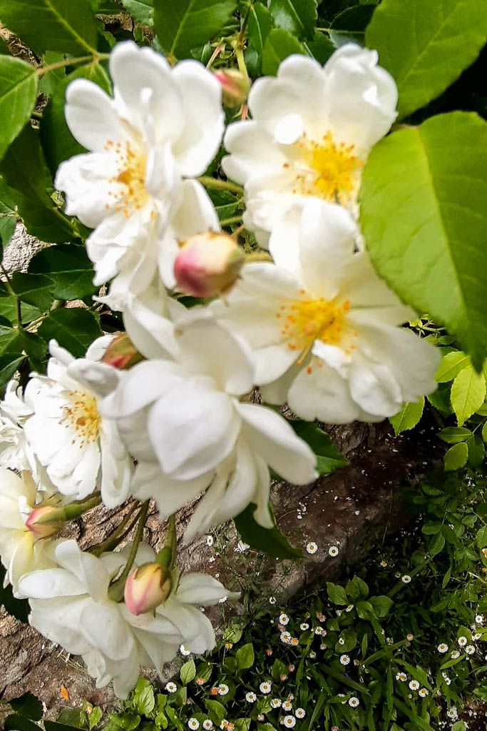 DateiTrier, Marie Josèphe Baque 12w.jpg RoseBiblio