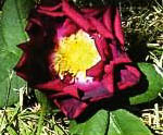 Plantagenêt - hybride rosa gallica-1-g.jpg